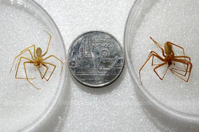 Размер средиземноморского паука-отшельника по сравнению с монетой в 1 бат 