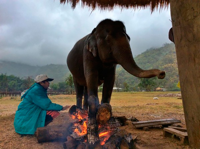 Сотрудники Elephant Nature Parkразводят костры, чтоб согреть слонов