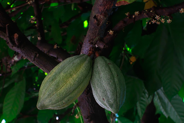 Купить собственное дерево какао в Тайланде можно от 500 до $2000 
