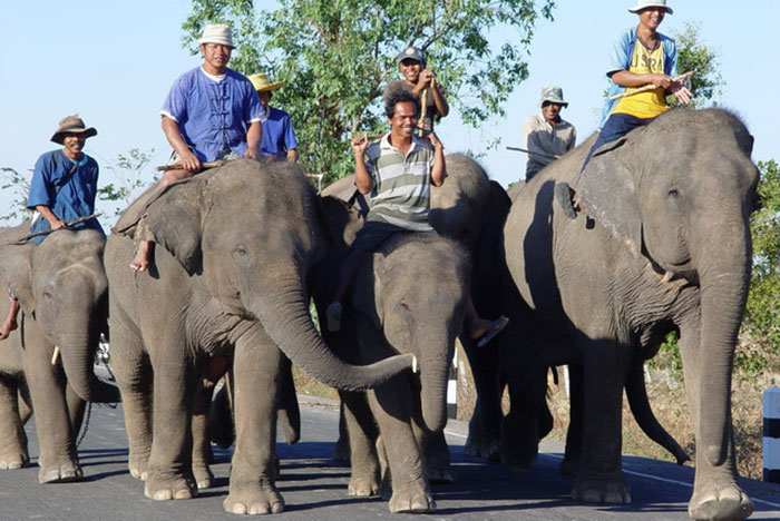 День слона в Тайланде