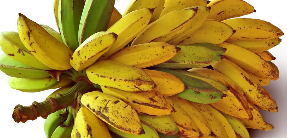 Банан был первым плодом на Земле