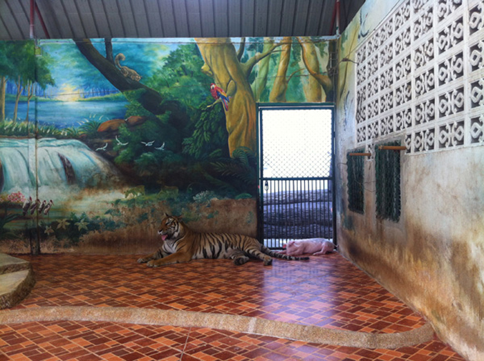 Тигровый зоопарк Сирача в Паттайе
