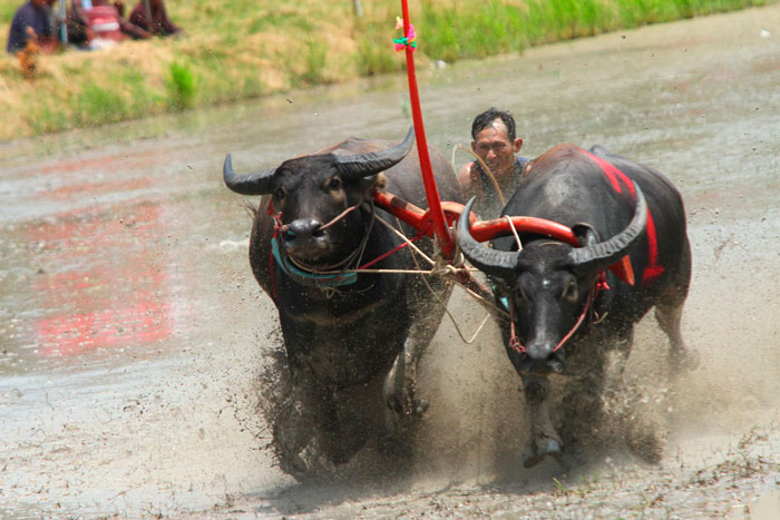 Гонки буйволов и утиное родео в Паттайе