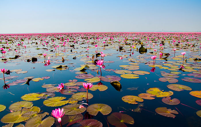 Озеро красных лотосов в Удон Тхани