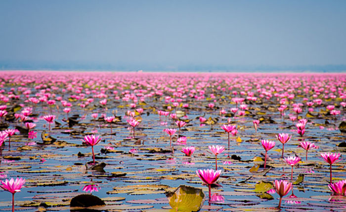 Озеро красных лотосов в Удон Тхани