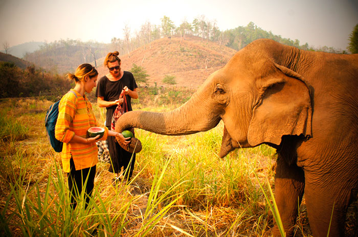 Деревня слонов в Чианг Мае