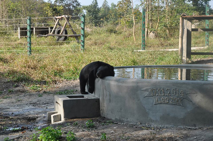 Лунный медведь принимает ванну