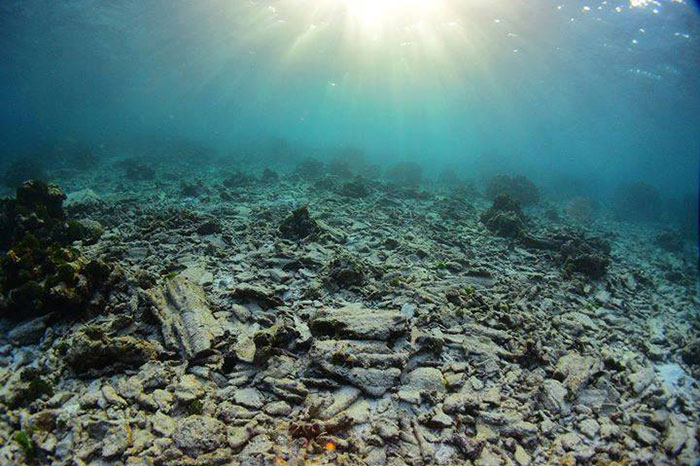 Некоторые рифы придётся восстанавливать искусственно