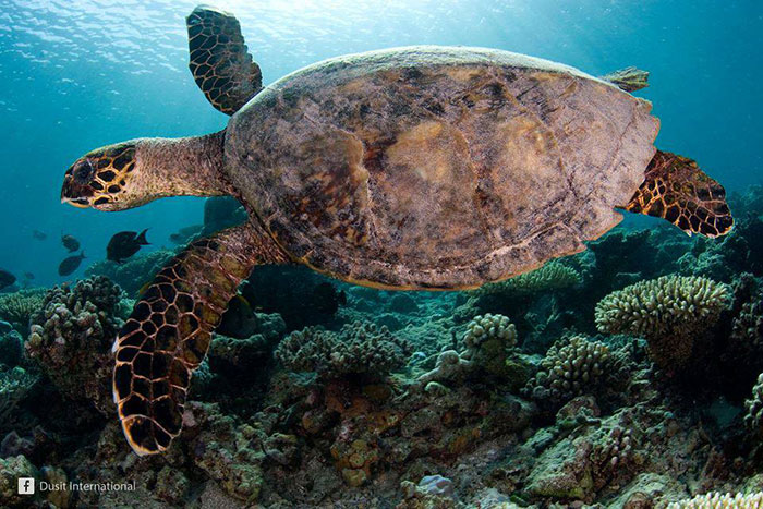 Гигантские морские черепахи на Симиланских островах в Тайланде