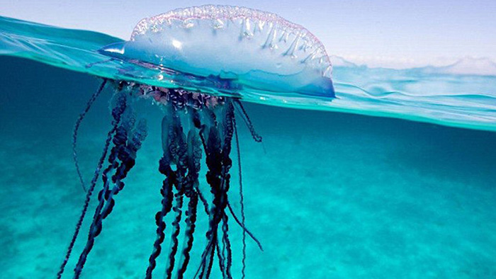 Опасные медузы bluebottle