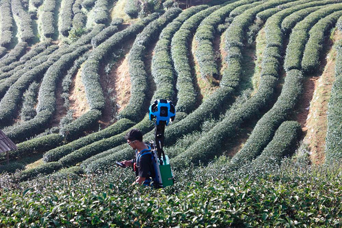 2 000 чайных плантаций королевского проекта в Анг Кханг