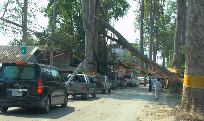100-летние каучуковое дерево, вырванное ветром с 17 на 18 мая на дороге между Чанг Маем и Лампангом