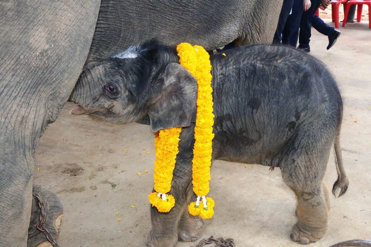 Слонёнок Плай Наммон. Фото The Nation