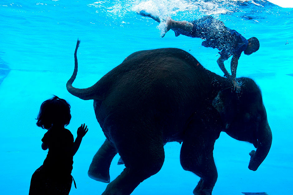 Водное шоу со слонами в открытом зоопарке Кхао Кео в Паттайе. Фото EPA