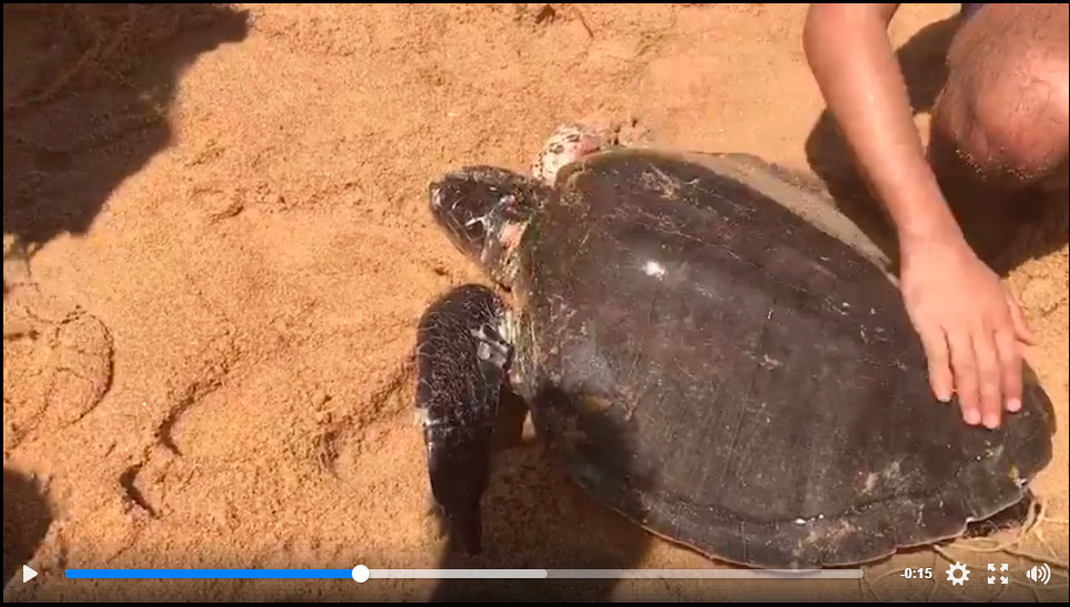 Скриншот видео о спасении черепахи на пляже Най Янг на Пхукете 8 июня