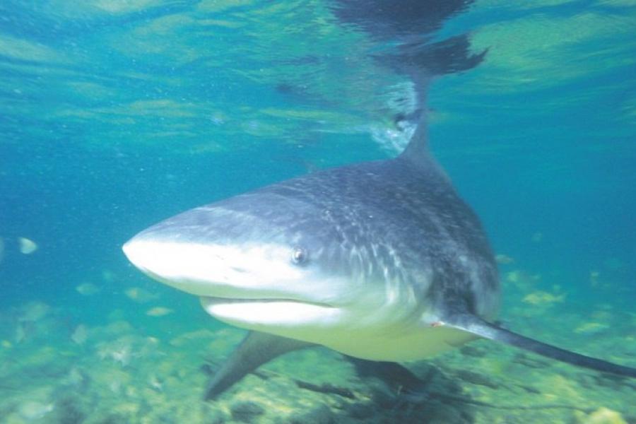 В "черном" списке экспертов: как напавшие на туристку — акула-бык, гигантская барракуда, рыба триггер или рыба фугу
