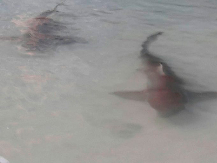 Акулы Blacktip в прибрежной зоне Ко Хун 5 сентября. Фото Вичай Мунгхала опубликованы на Phuket Gazette
