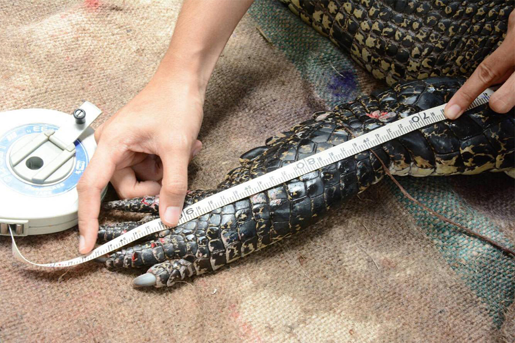 Крокодилу выберут естественную среду обитания, в зависимости от того, к какому виду относится животное. Фото Phuket Gazette