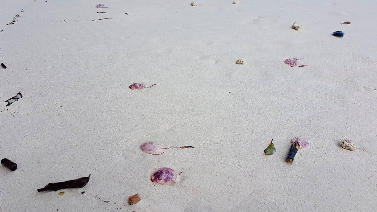 На Ао Линге (Манки Бич) на Пхи-Пхи спасатели обнаружили множество маленьких медуз с красными щупальцами. Фото Phuket Gazette