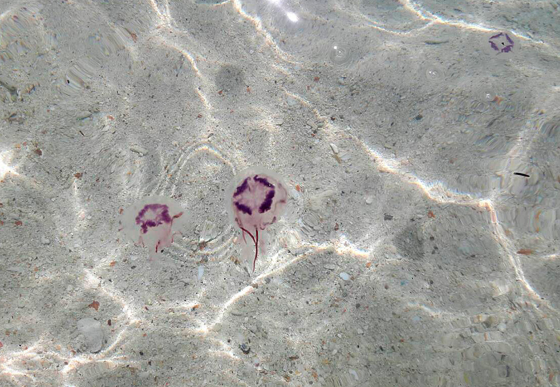"Пламенные медузы" на острове Хонг. Укус этих медуз неприятный, жалящий, но не смертельный. Фото Phuket Gazette