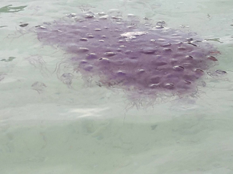 Розовые "огненные" медузы на пляжах национального парка Тон Бок Корани
