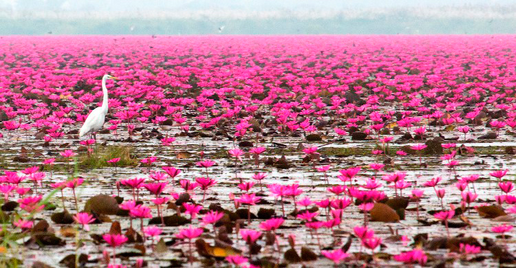 Озеро Нонг Хан в провинции Удон Тхани на северо-востоке Тайланда