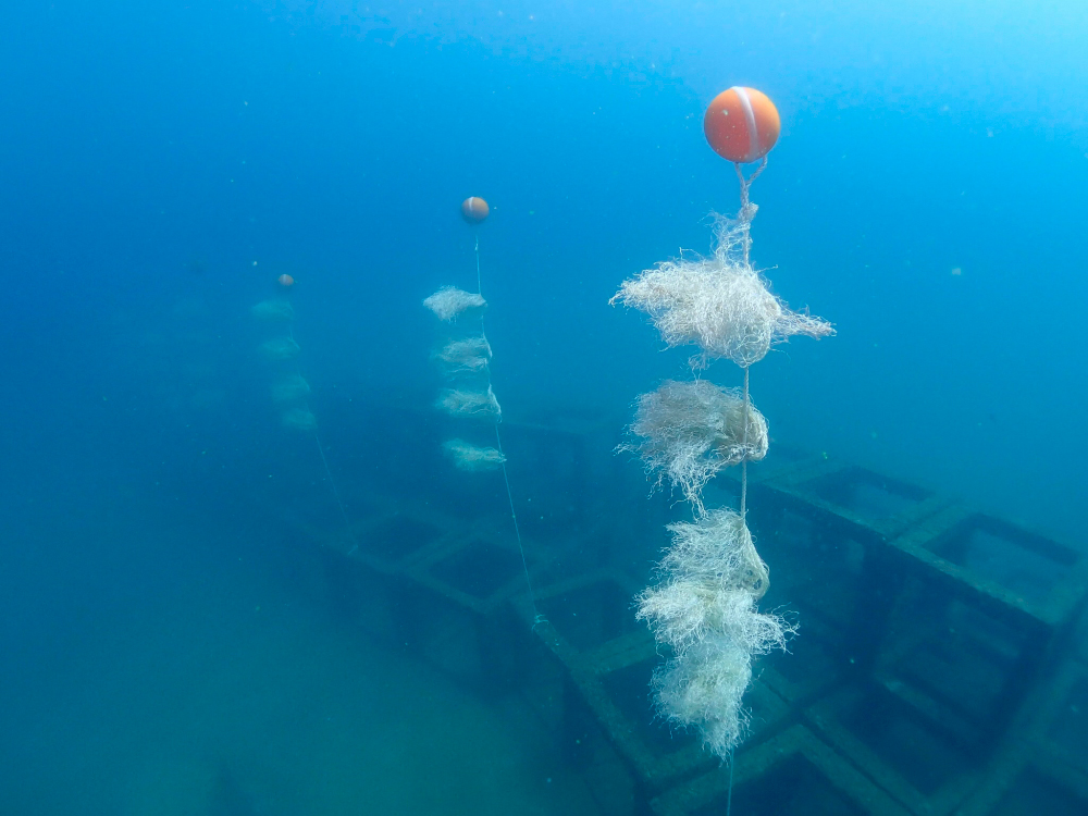 Искусственные водоросли на искусственных коралловых рифах создадут натуральную новую экосистему. Фото The Nation 