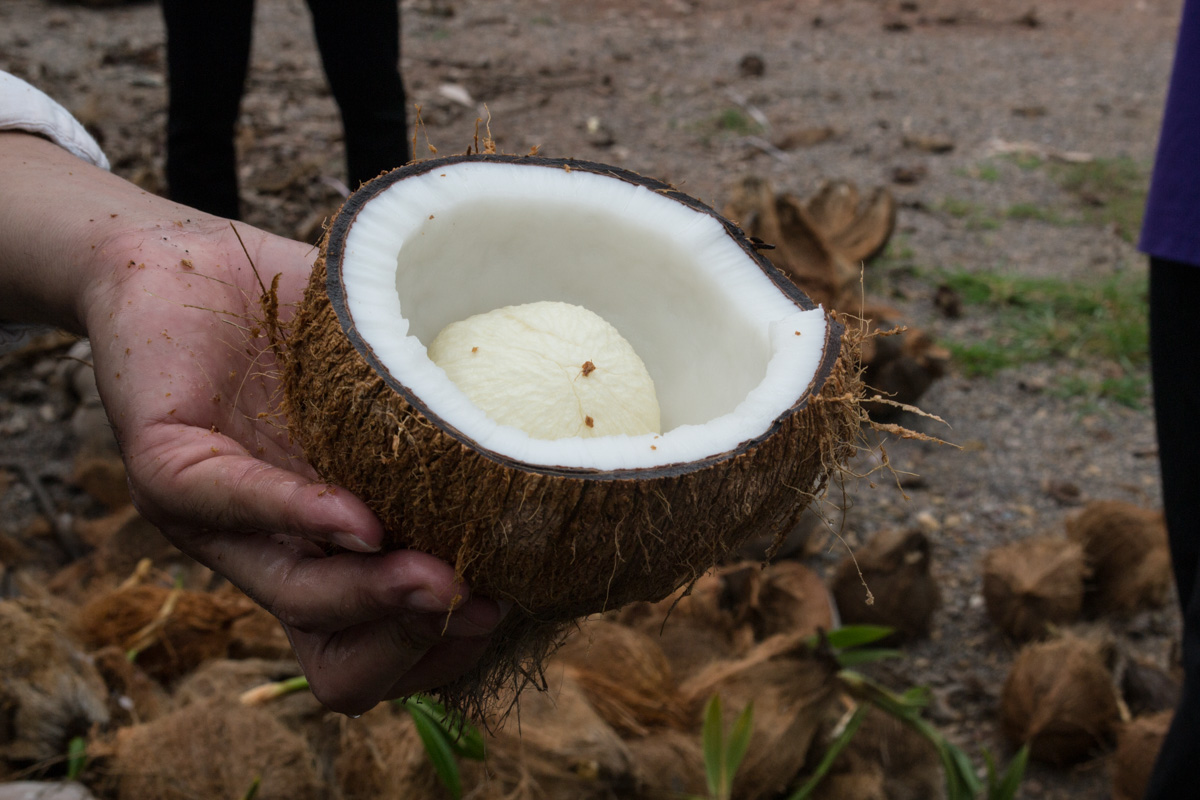 Из натурального "кокосового творожка" будет отжато кокосовое масло. Фото Новости Таиланда