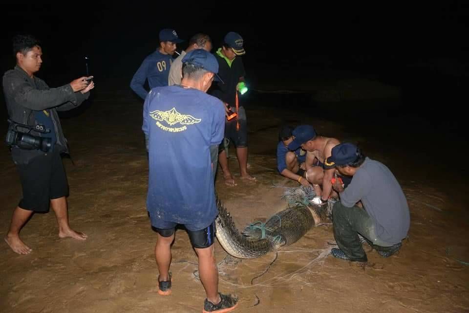Фото Phuket Gazette 29 июля, когда крокодил был пойман на острове Лайян на Пхукете