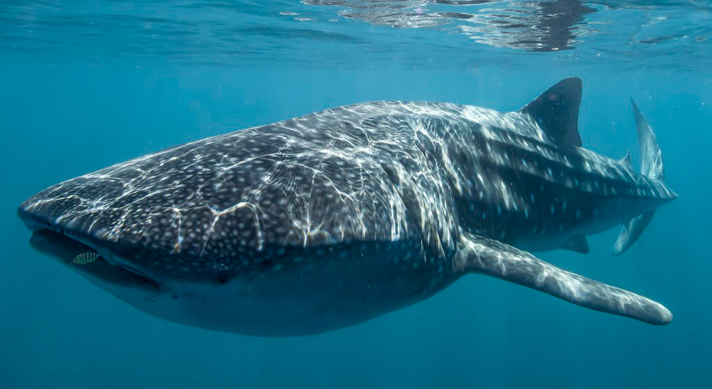 Китовая акула. Фото National Geographic