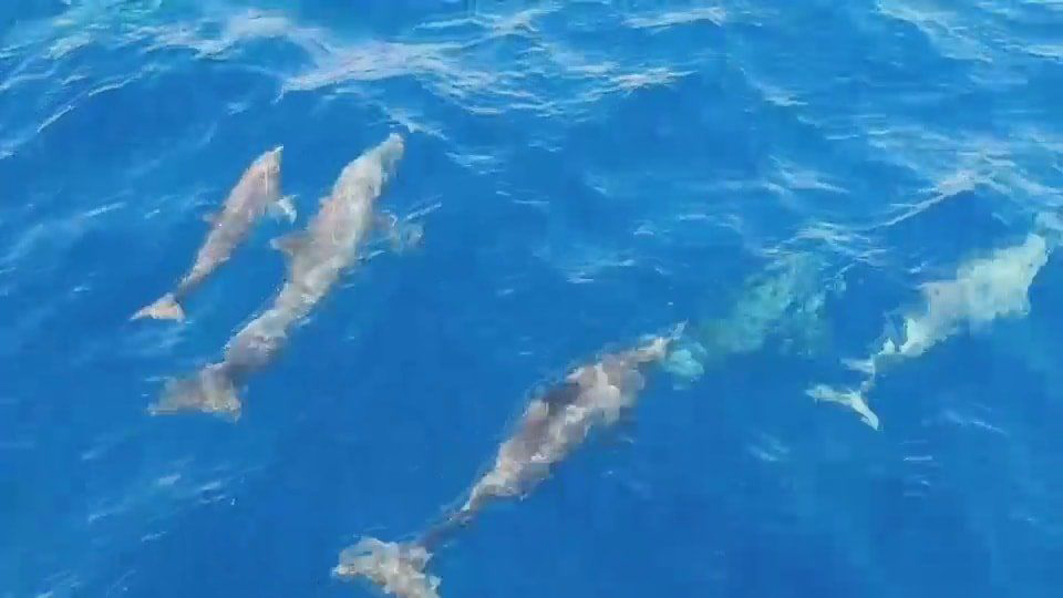 Стая дельфинов у Симиланских островов. Фото 20 октября The Thaiger