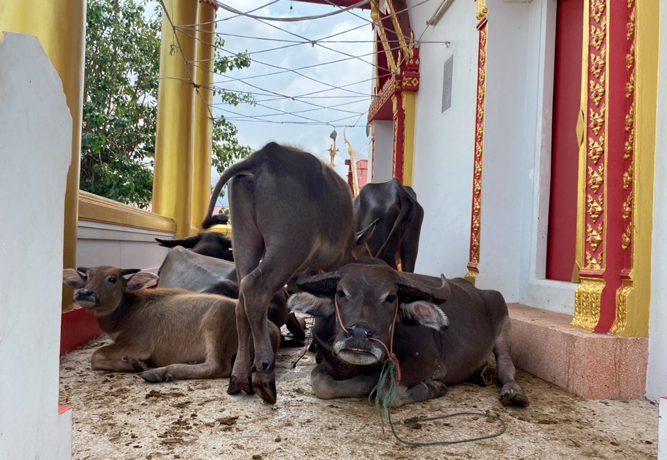 Животные в храмовом павильоне. Фото Thai PBS