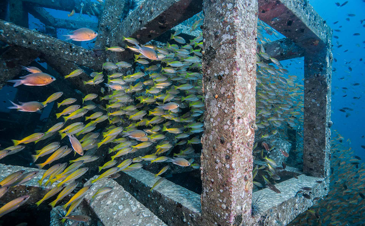 Искусственный риф. Фото Кристина Албанезе
