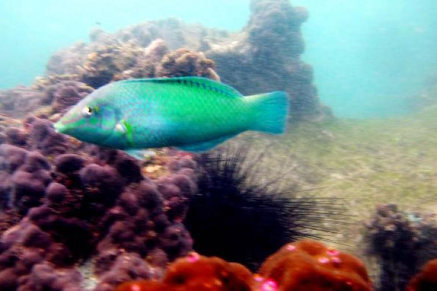 Подводный мир кораллового рифа у Ао Пхрао на 30 июля-1 августа