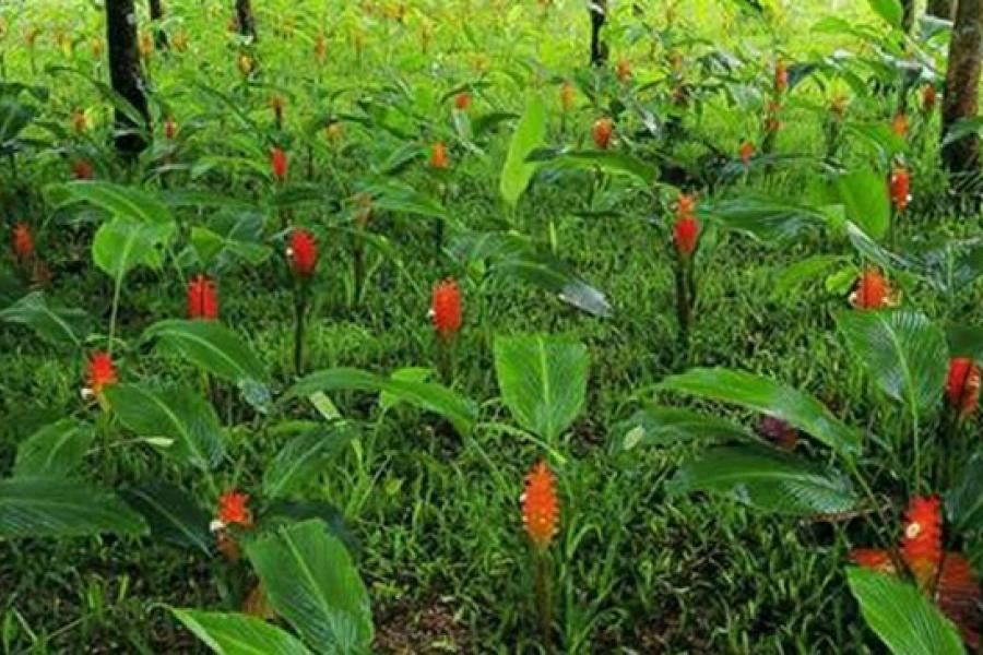 Оранжевые цветы национального парка Пха Чароен