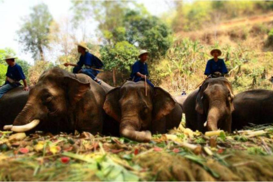 Национальный день слона в Таиланде