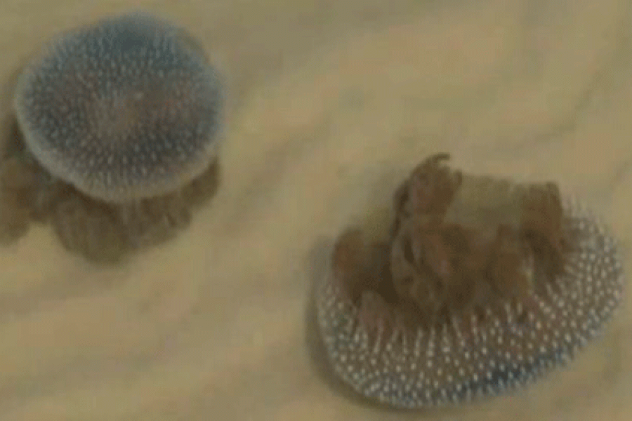 Смертельножалящие медузы  jellyfish на пляже Хуа Хина