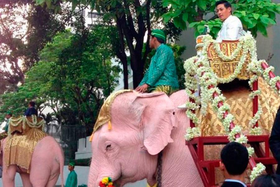 Дон Тай возглавил шествие, верхом на белом слоне, как командующий Парадом жениха