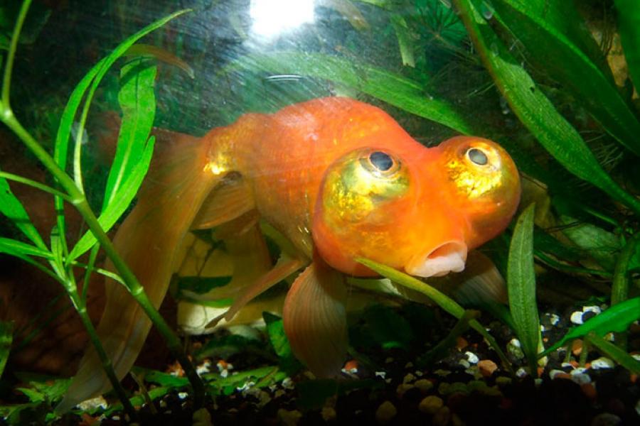 Золотая рыбка Небесное око