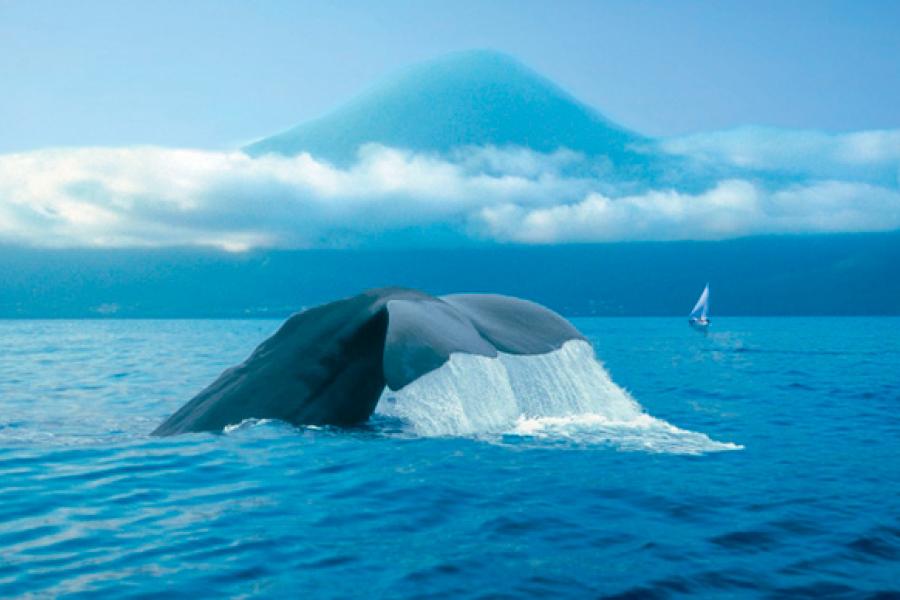 Крутые подводные склоны, глубинные воды у берегов острова, привлекающие китов и дельфинов — вот что такое остров Пико.