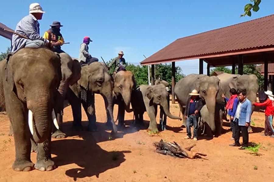 В центре  Донг Пхудин, погонщики слонов согревают своих питомцев у костров