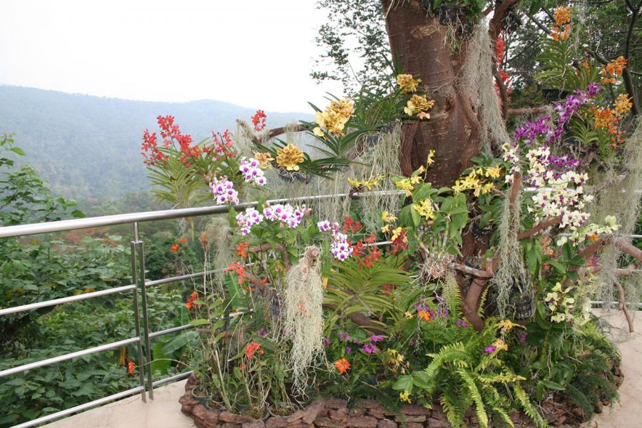 Ботанический сад Королевы Сирикит в Чианг Мае