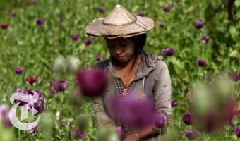 Embedded thumbnail for Бирма возвращается к выращиванию опийного мака &gt; Параграфы