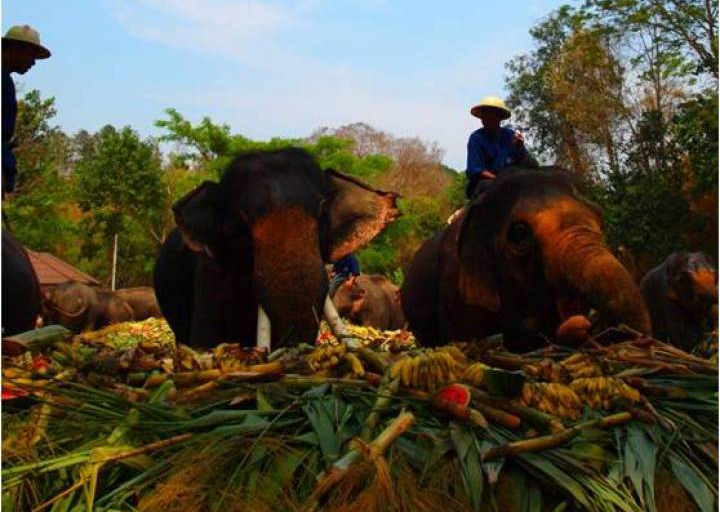 Национальный день слона в Таиланде