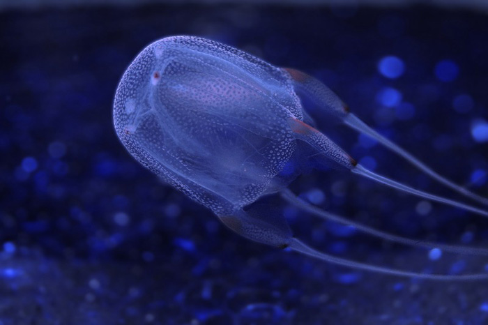 самая опасная медуза Box Jellyfish