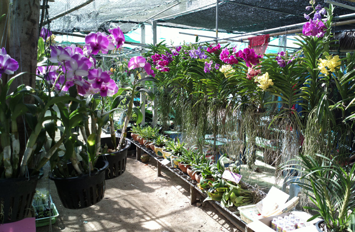 Рынок орхидей в Бангкоке