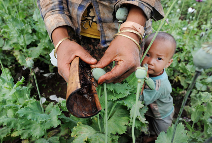  Маленький ребенок с мамой, собирающей опиумную смолу на одном из многих маковых полей в Пхекон, южной провинции Шан