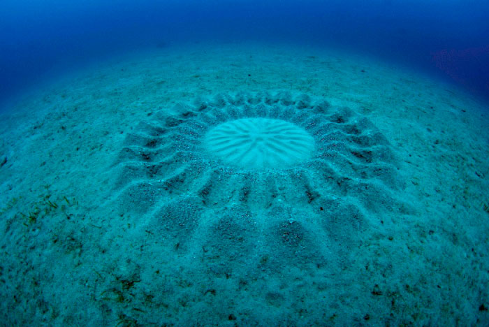 Pufferfish (рыба-собака или рыба фугу) создаёт эти сложные «круги на полях»