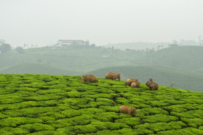 Слоны разоряют чайную плантацию в Индии.