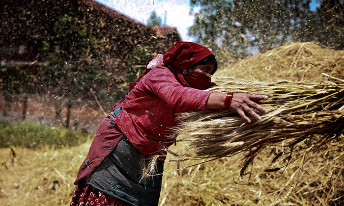  Непал, город  Бхактапур. Женщина собирает пшеницу. 